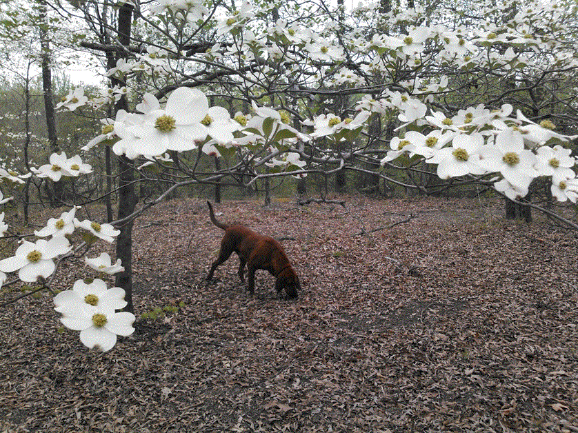 Rusty in the Dogwoods.gif